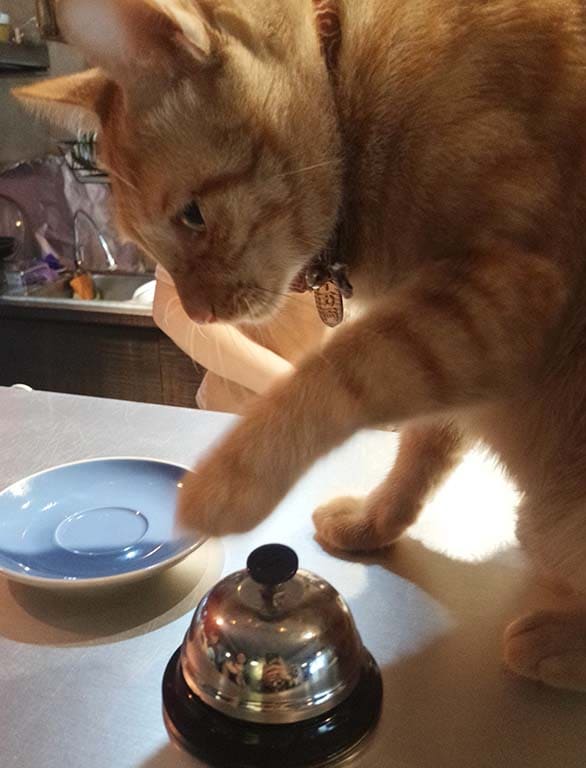 寵物友善咖啡廳