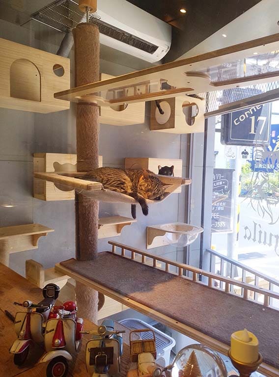 貓咪咖啡廳